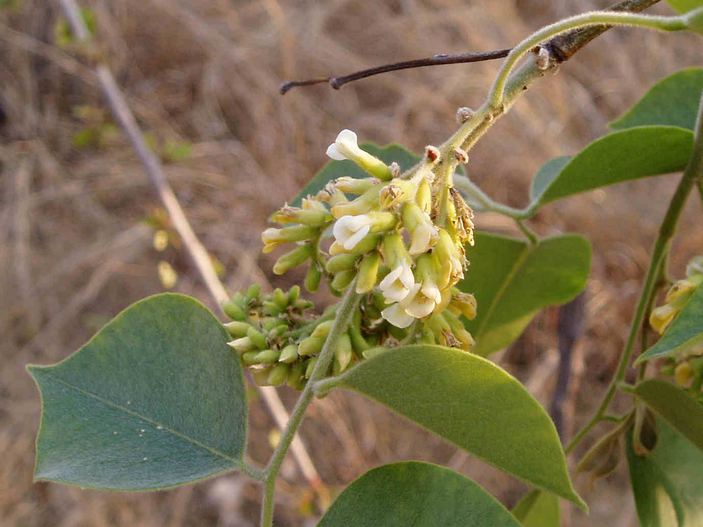 Dalbergia sissoo
