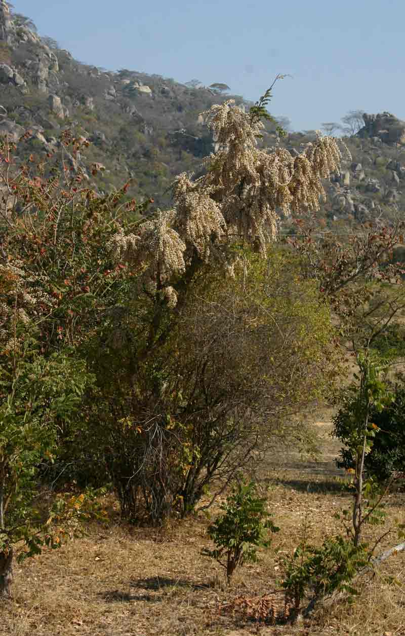 Dalbergiella nyasae
