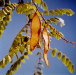 Dalbergiella nyasae