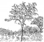 Dalbergiella nyasae