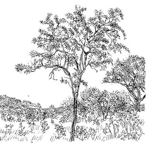 Dalbergiella nyasae