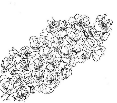 Dalbergiella nyasae
