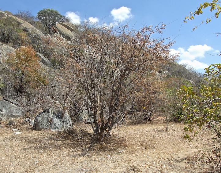 Dalbergiella nyasae