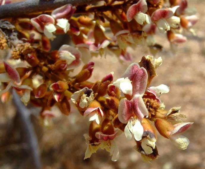 Dalbergiella nyasae