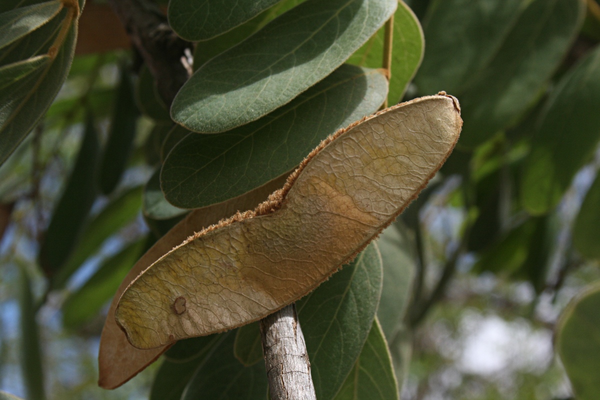 Dalbergiella nyasae