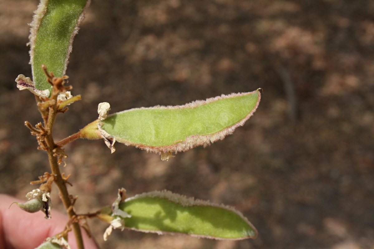 Dalbergiella nyasae