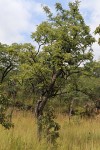 Dalbergiella nyasae
