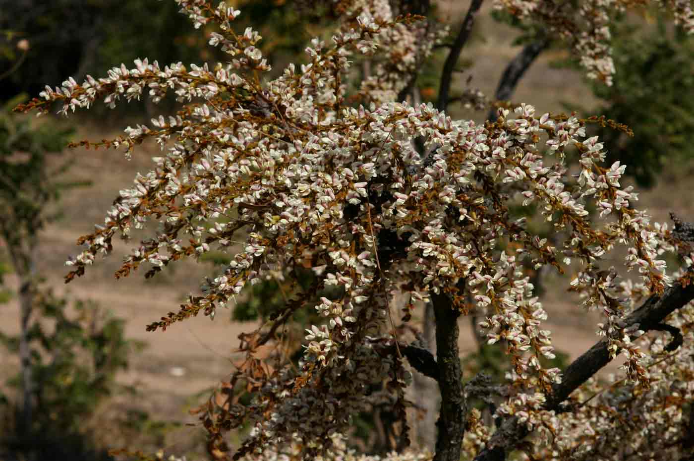 Dalbergiella nyasae