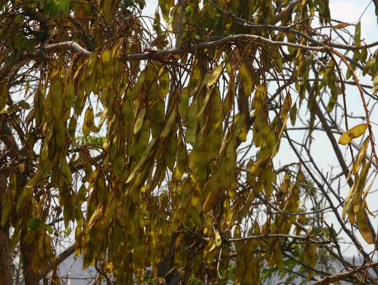 Dalbergiella nyasae