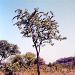 Dalbergiella nyasae