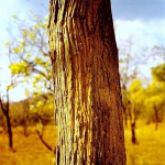 Dalbergiella nyasae