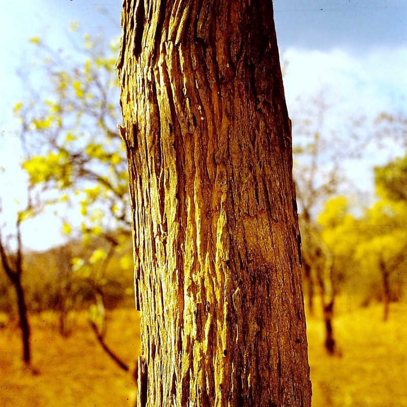 Dalbergiella nyasae