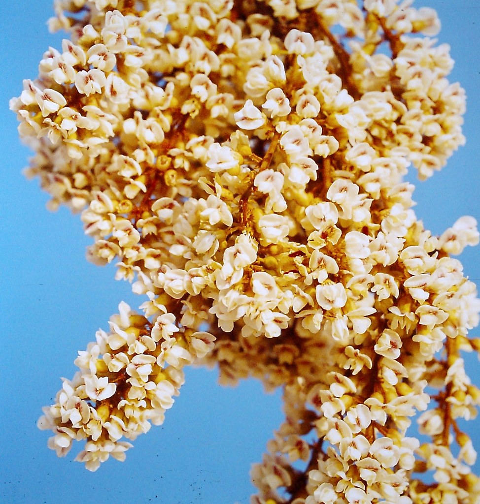 Dalbergiella nyasae