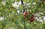 Pterocarpus angolensis