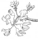 Pterocarpus angolensis
