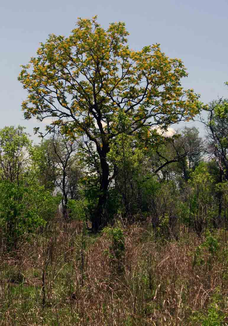 Pterocarpus brenanii