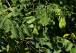 Pterocarpus brenanii