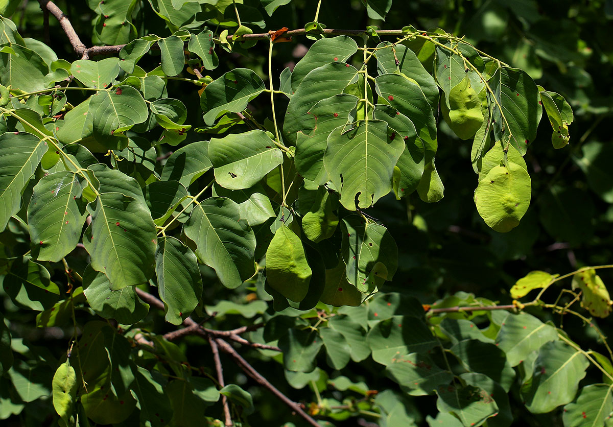Pterocarpus brenanii