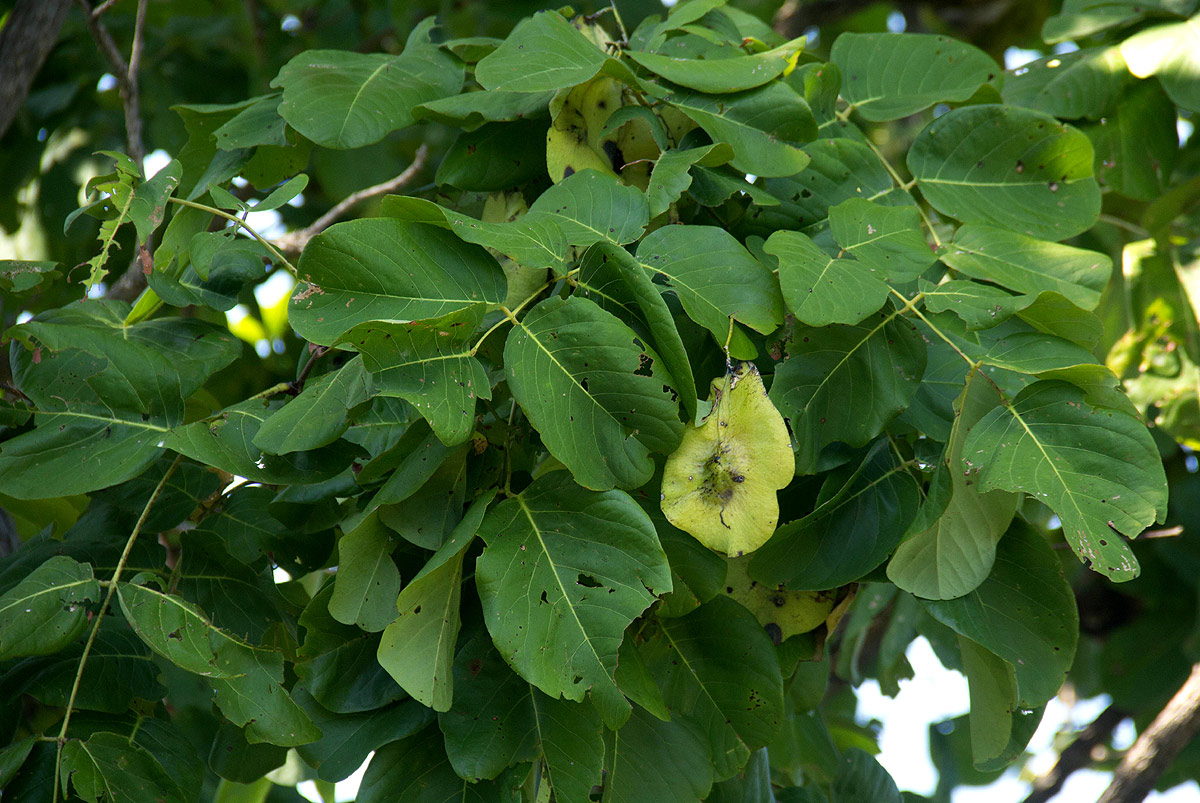 Pterocarpus brenanii