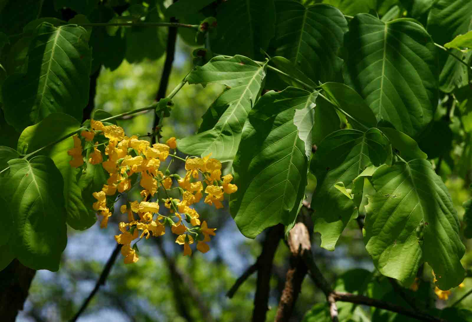 Pterocarpus brenanii