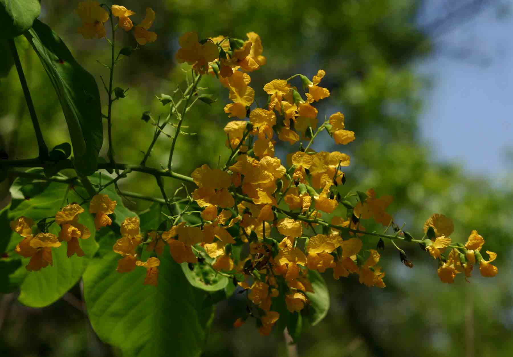 Pterocarpus brenanii