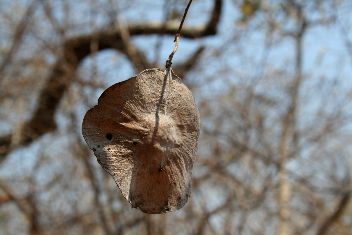 Pterocarpus brenanii