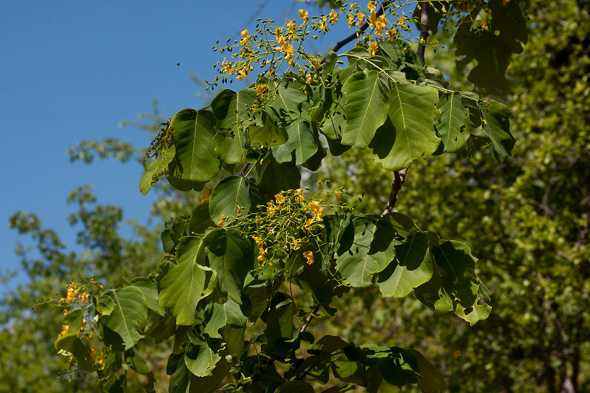 Pterocarpus brenanii