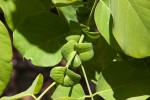 Pterocarpus brenanii
