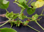Pterocarpus brenanii