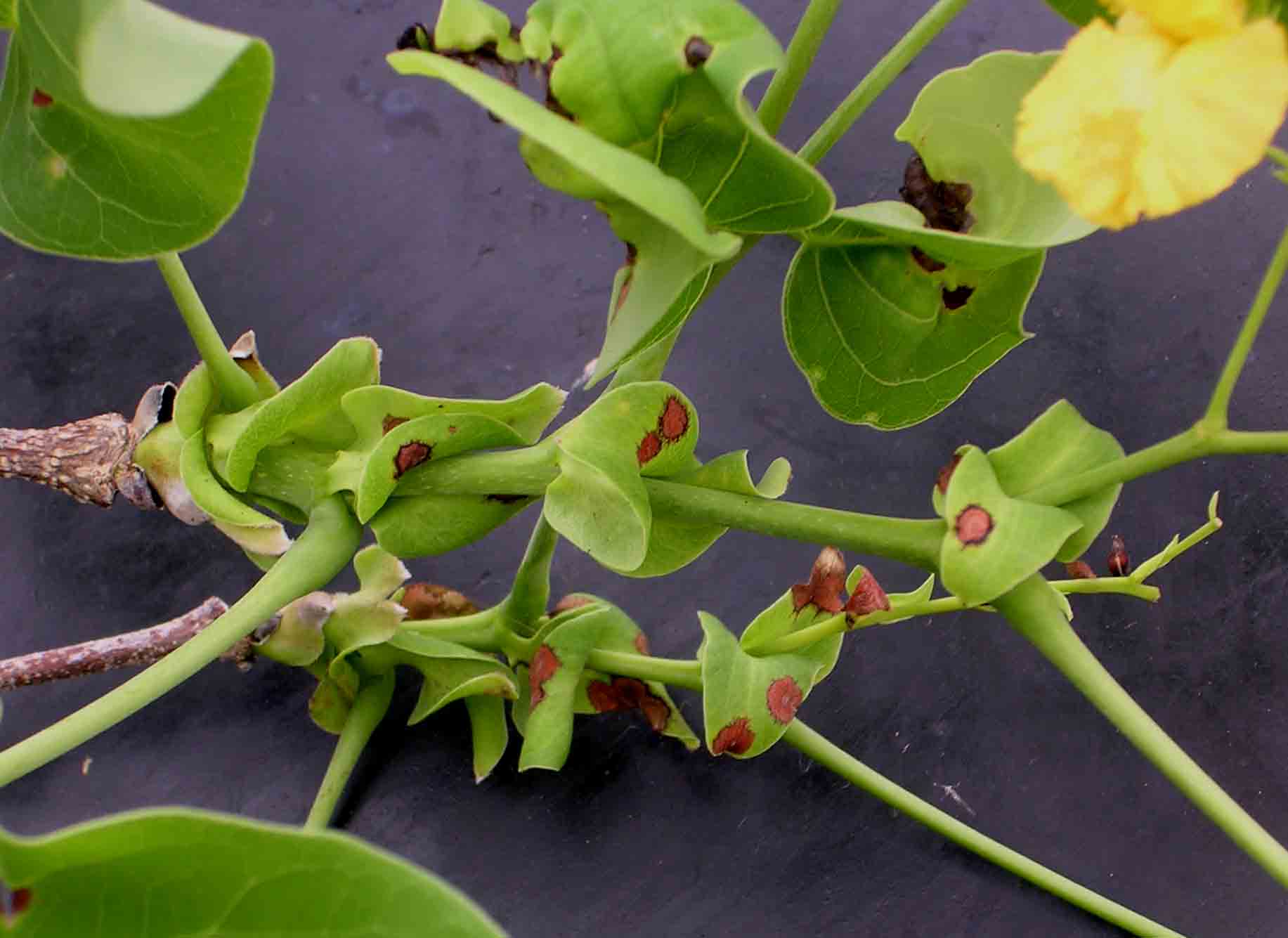 Pterocarpus brenanii