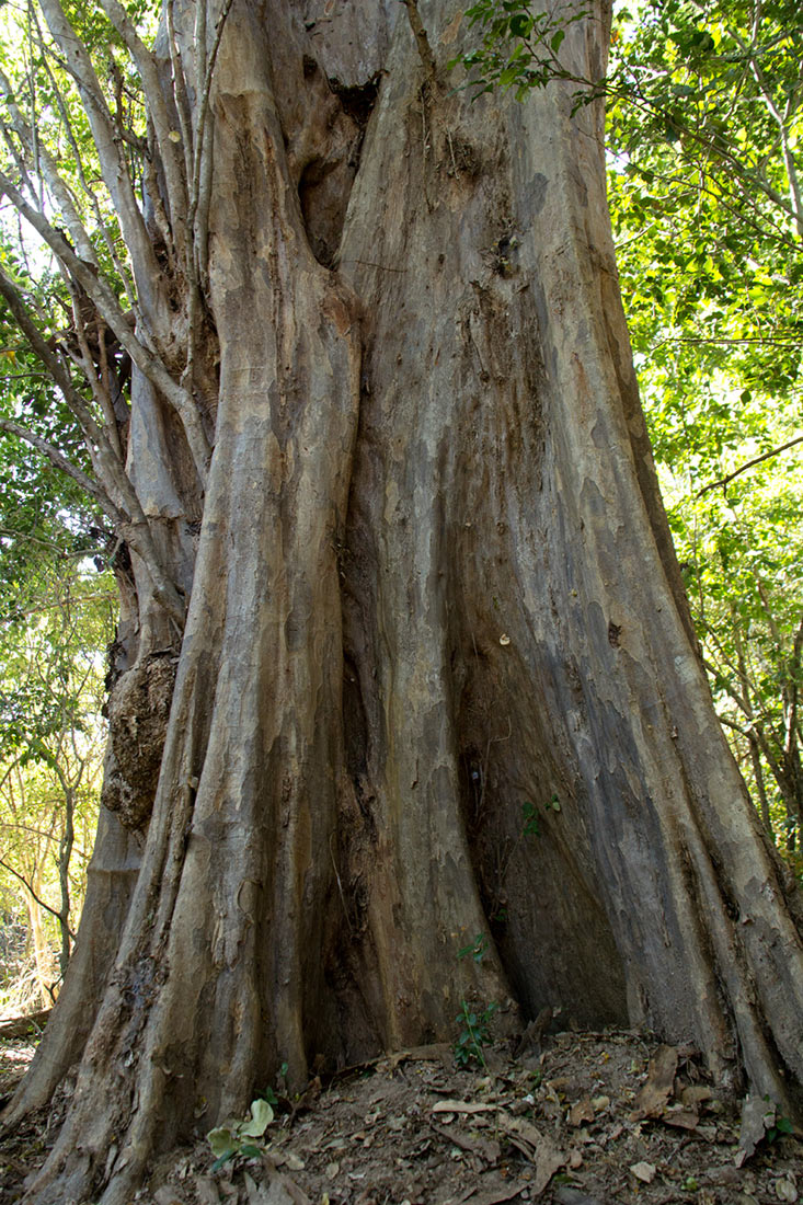 Pterocarpus lucens subsp. antunesii