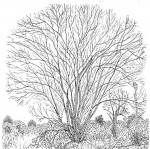 Pterocarpus lucens subsp. antunesii