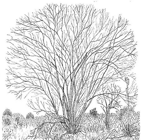 Pterocarpus lucens subsp. antunesii