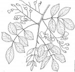 Pterocarpus lucens subsp. antunesii