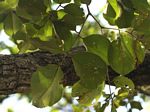 Pterocarpus rotundifolius subsp. rotundifolius