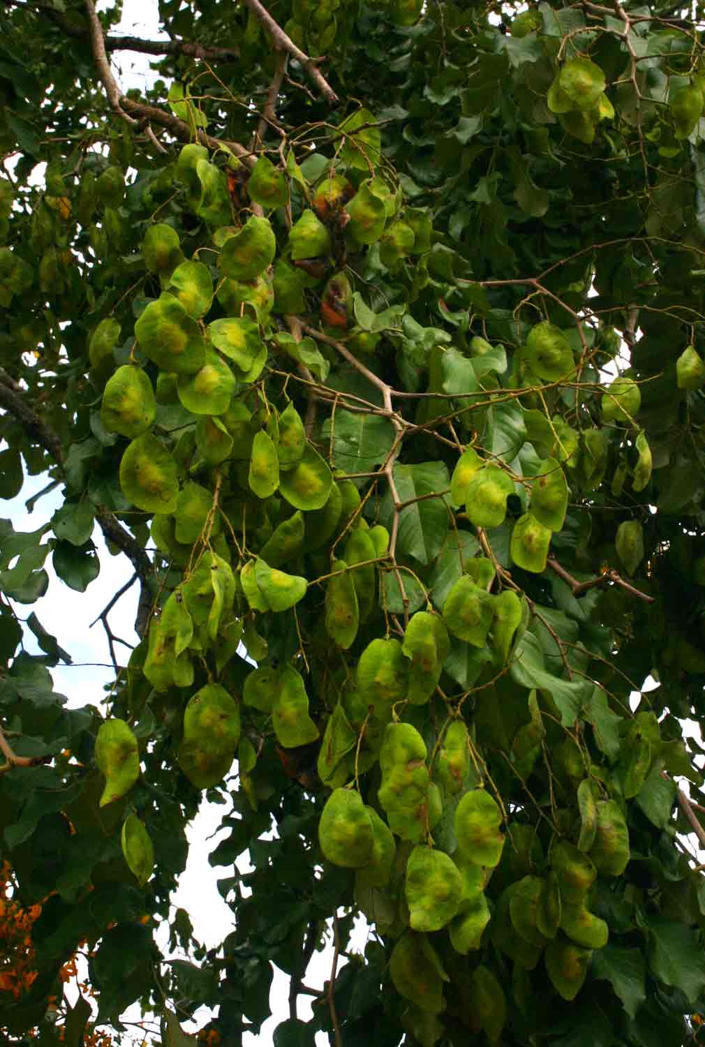 Pterocarpus rotundifolius subsp. polyanthus