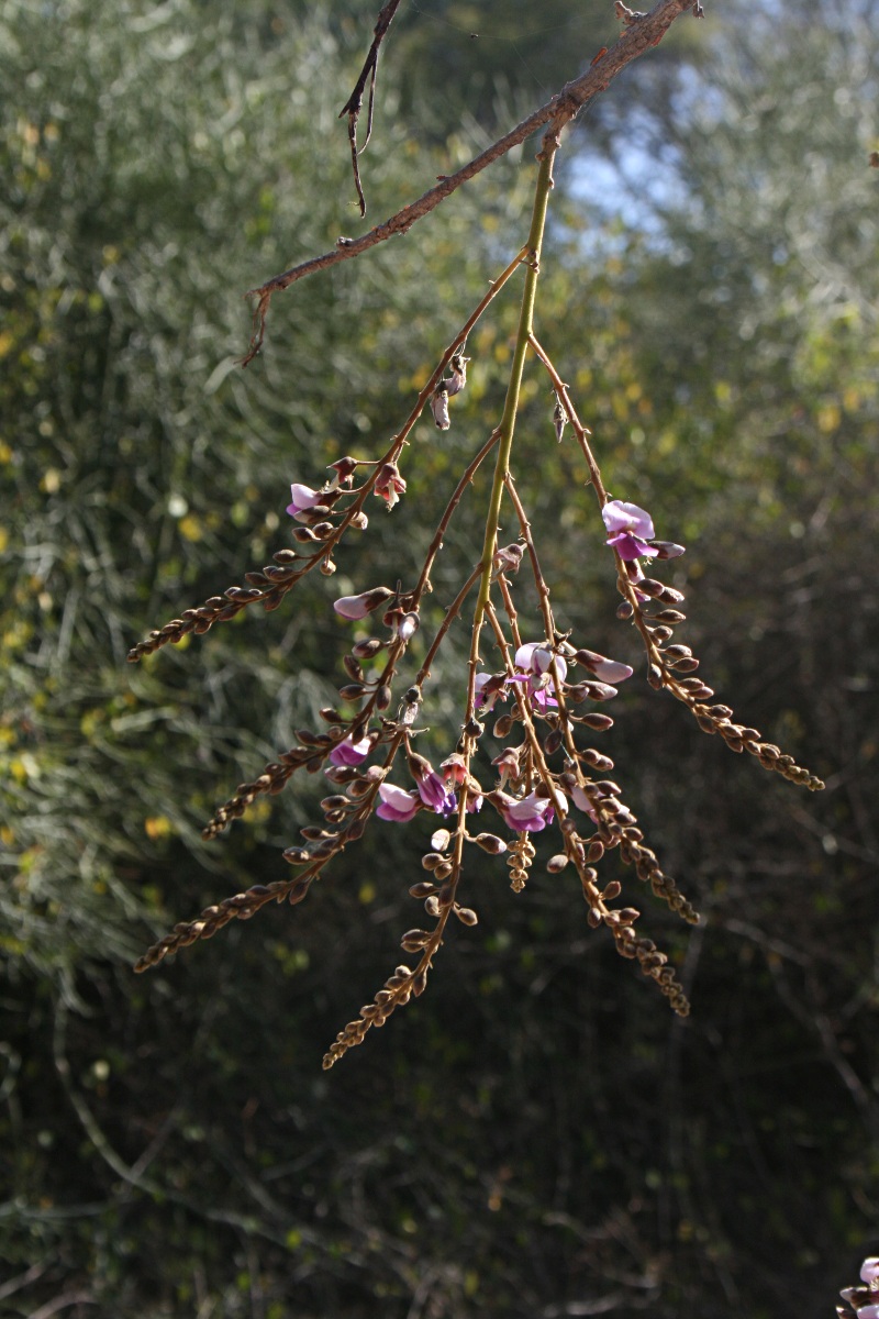 Philenoptera bussei
