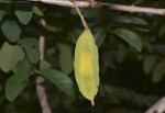 Xeroderris stuhlmannii