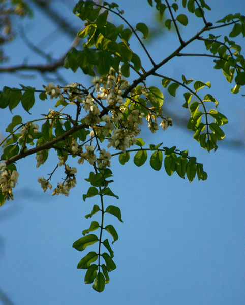 Xeroderris stuhlmannii