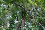 Xeroderris stuhlmannii