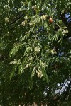 Xanthocercis zambesiaca