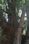Xanthocercis zambesiaca