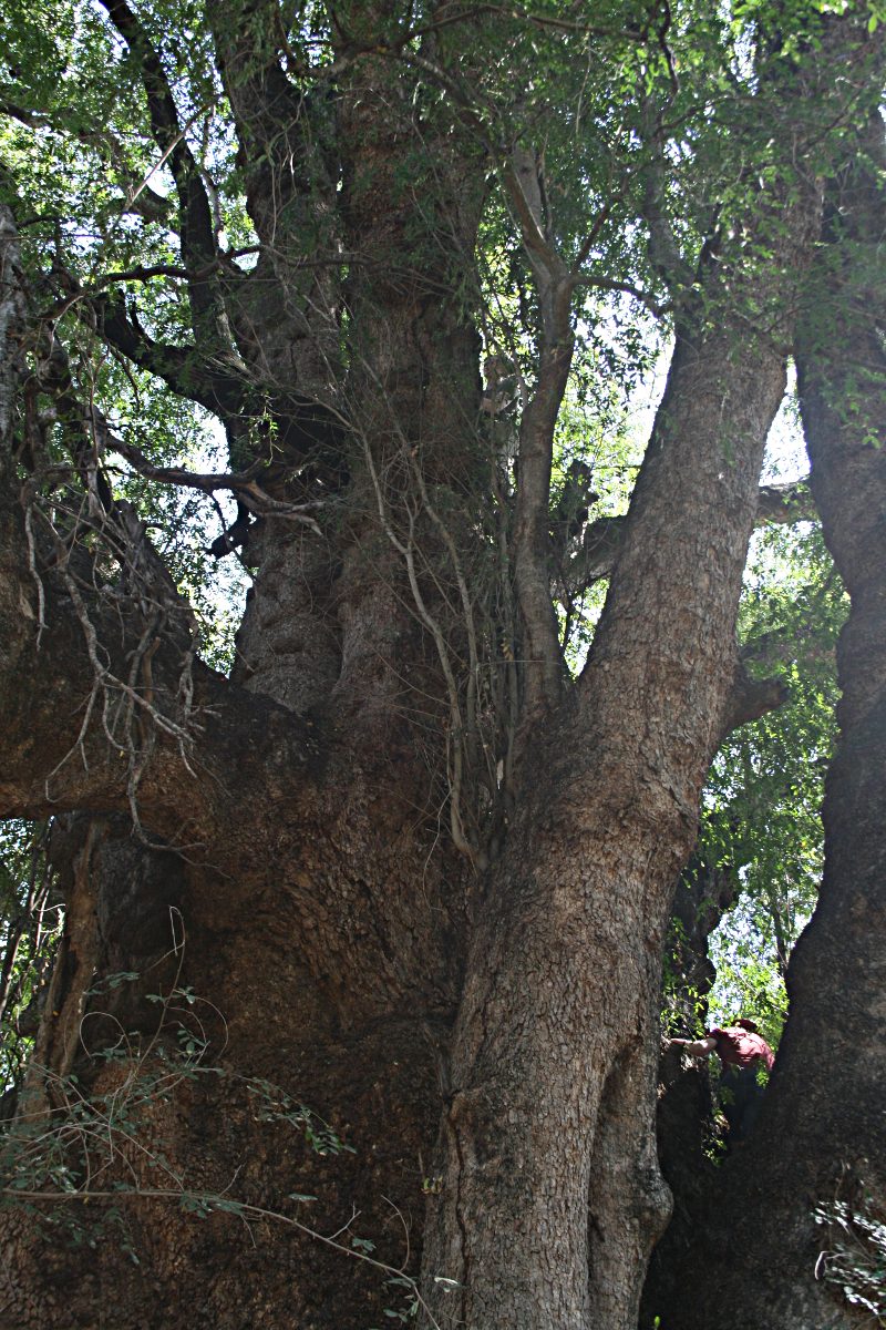 Xanthocercis zambesiaca