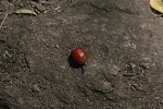 Xanthocercis zambesiaca
