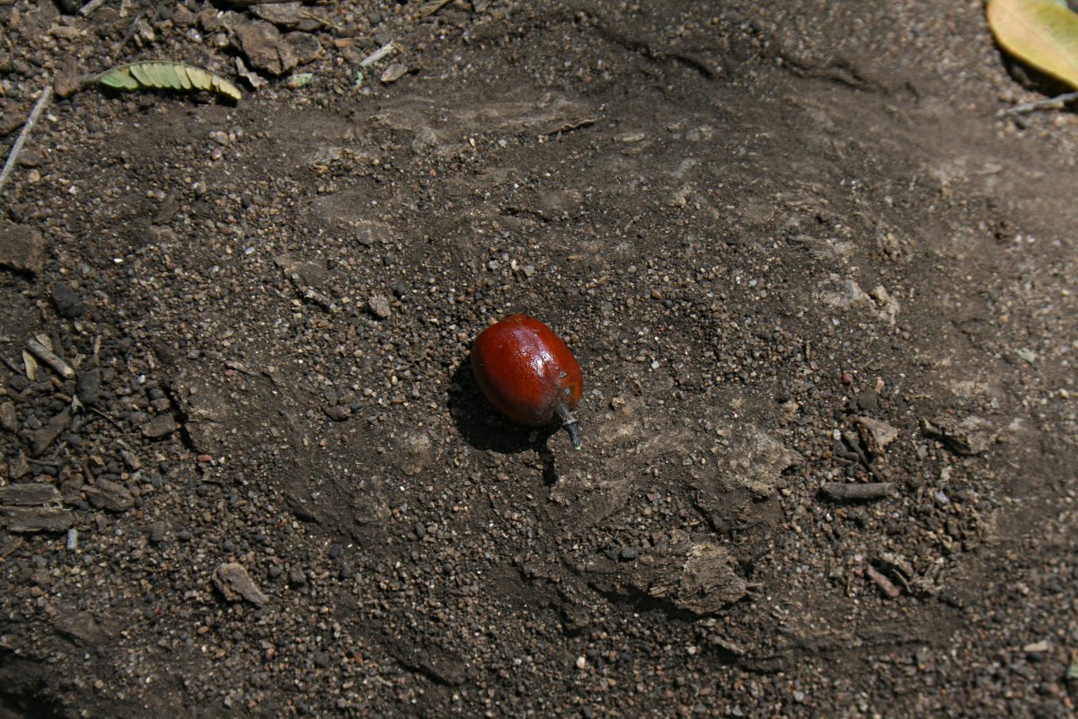 Xanthocercis zambesiaca