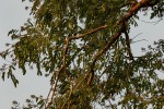 Xanthocercis zambesiaca