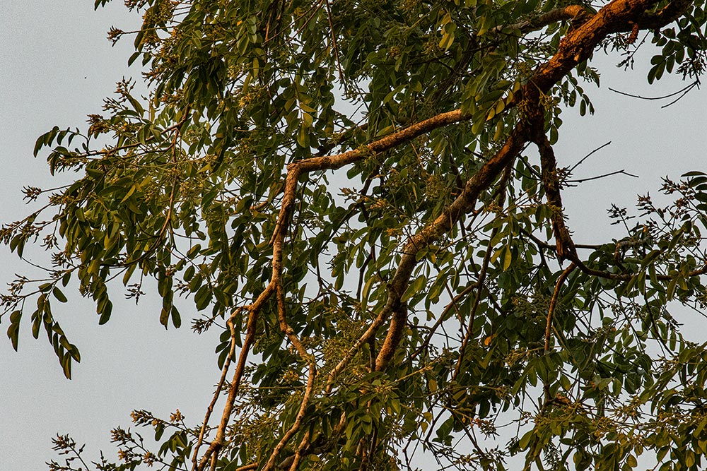 Xanthocercis zambesiaca