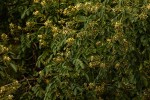 Xanthocercis zambesiaca