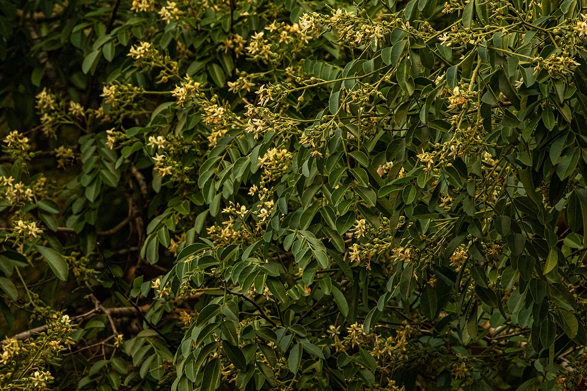 Xanthocercis zambesiaca