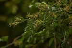 Xanthocercis zambesiaca